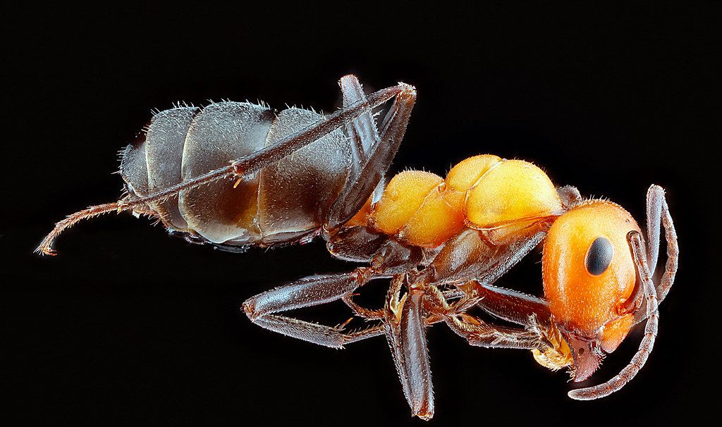Ant Control service in Burbank, CA