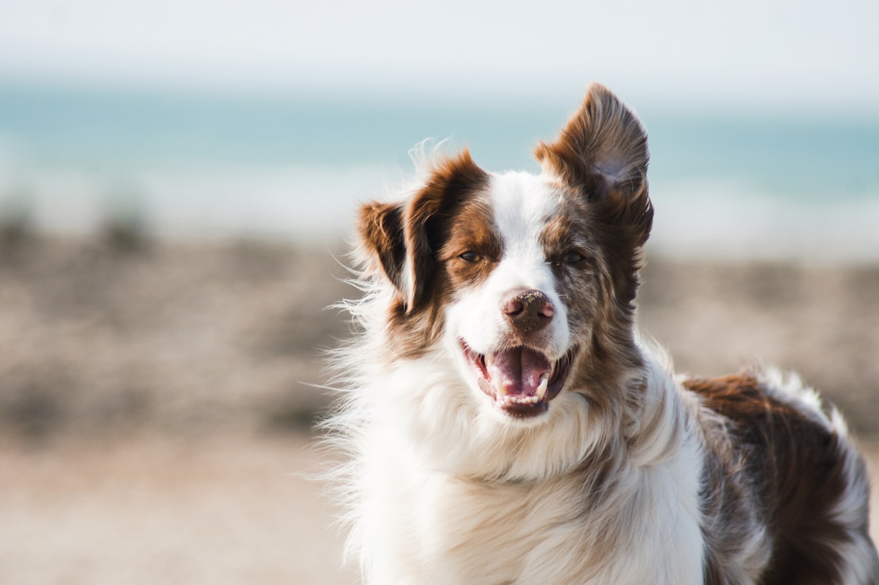 Flea & Tick Control service in Burbank, CA