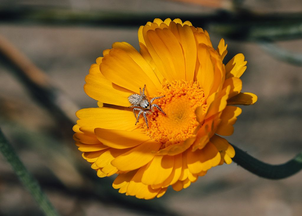 Spider Control service in Burbank, CA